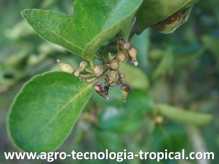 La antracnosis produce caida de pequeos frutos y quedan unas estructuras conocidas como tachuelas